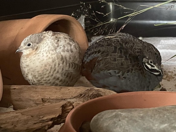 cute news tier vögel

https://www.reddit.com/r/borbs/comments/1veyf7x/the_orbs_i_consult/