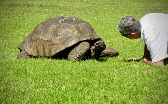 Schildkröte Jonathan ist 1832 auf den Seychellen geboren.