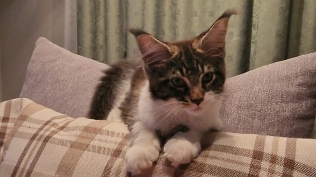 Kater Johnny
