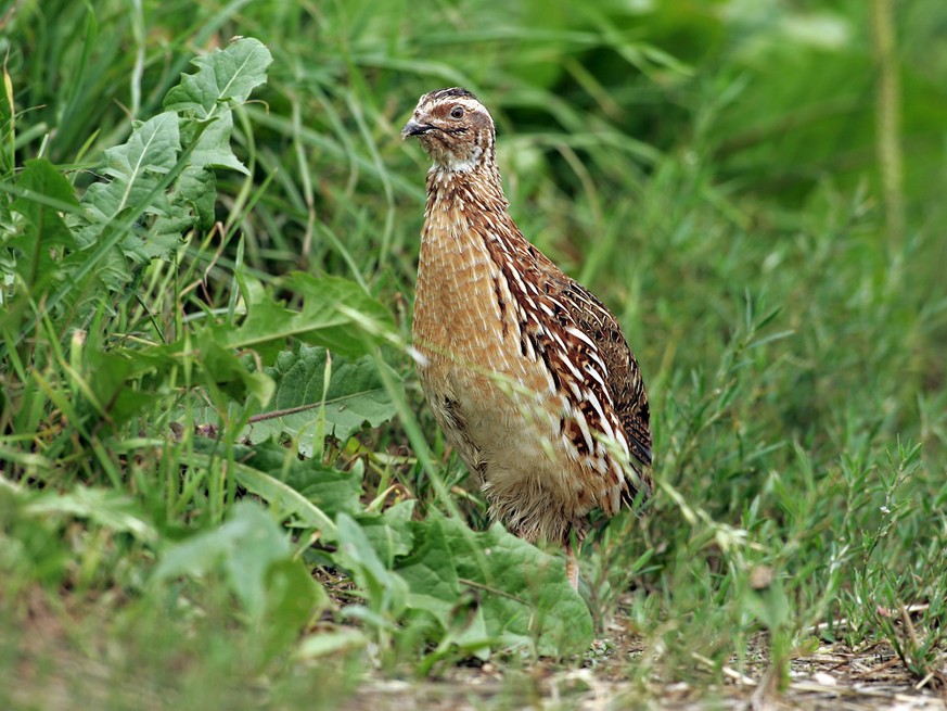 Vogel des Jahres 2027: Die Kandidaten von BirdLife Schweiz sind bekannt, hier die Wachtel.