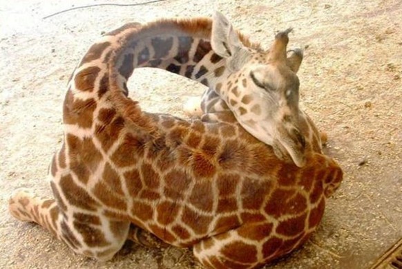 Schlafende Baby-Giraffe
http://imgur.com/gallery/lrOWL