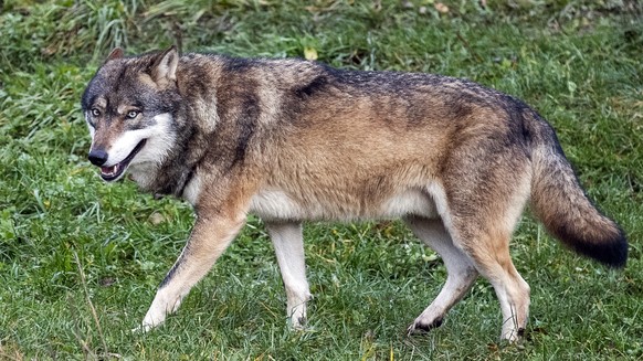 Ein Wolf im Tierpark Goldau, fotografiert am Montag, 25. November 2019. (KEYSTONE/Alexandra Wey)