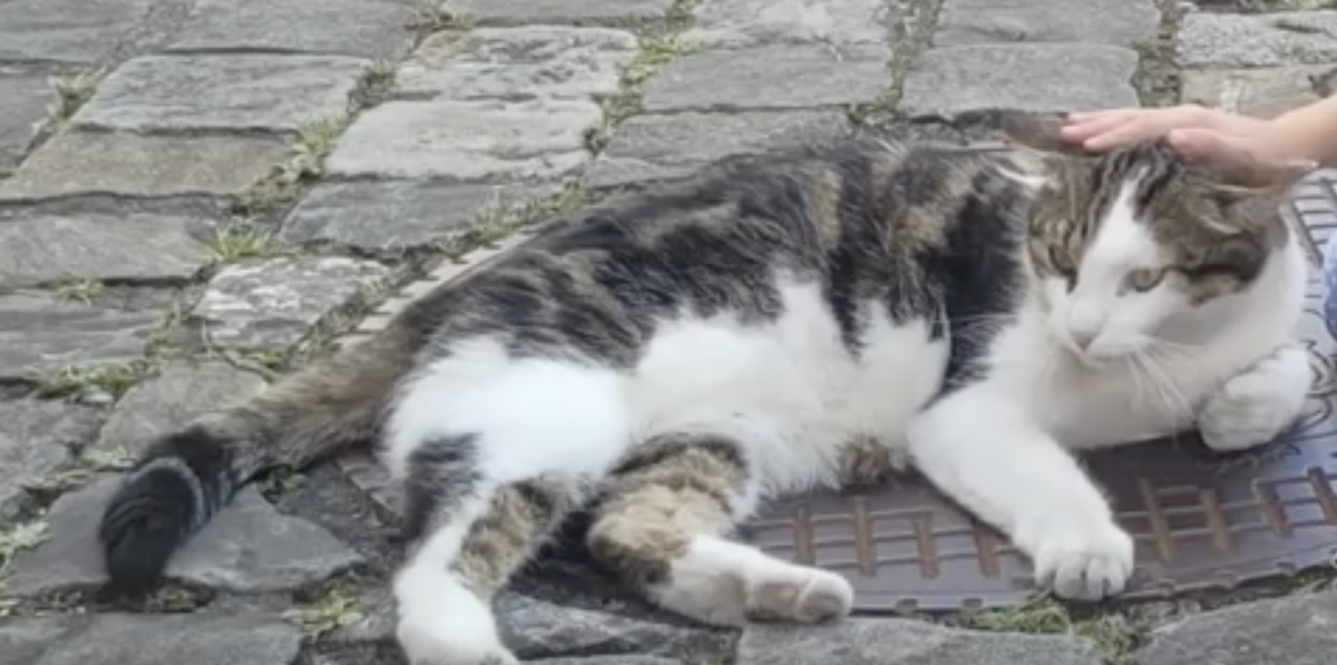 Kater Balu wird vermisst