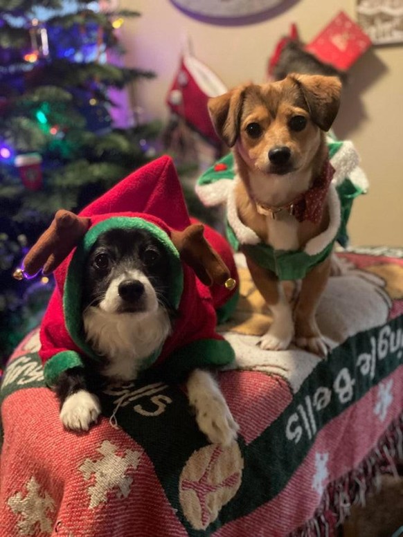 cute news animal tier hund dog

https://www.reddit.com/r/rarepuppers/comments/r67aq9/beck_and_nugget_are_ready_for_christmas/