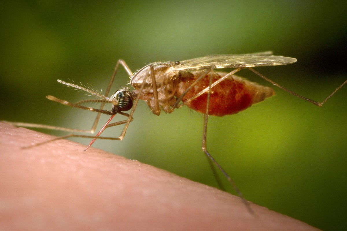 FILE - This 2014 photo made available by the U.S. Centers for Disease Control and Prevention shows a feeding female Anopheles funestus mosquito. (James Gathany/CDC via AP, File)
China Chikungunya