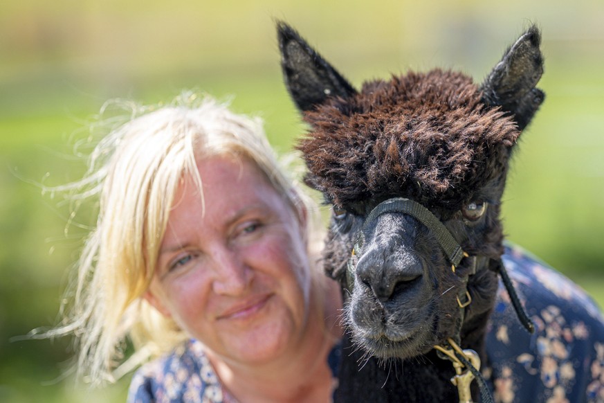Geronimo the alpaca at Shepherds Close Farm in Wooton Under Edge, England, with owner Helen Macdonald, Monday Aug. 9, 2021. Geronimo has twice tested positive for bovine tuberculosis, and the Departme ...