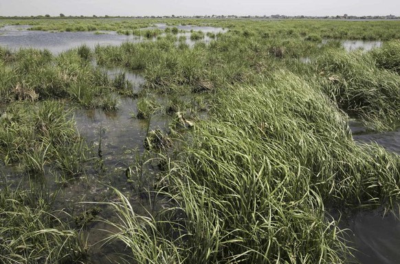 Clumps of thinning and dying marsh grasses, left, contrast with healthier ones, foreground, lower right, in Jamaica Bay in New York, Thursday, June 21, 2007. Experts disagree on why, but a group of ad ...