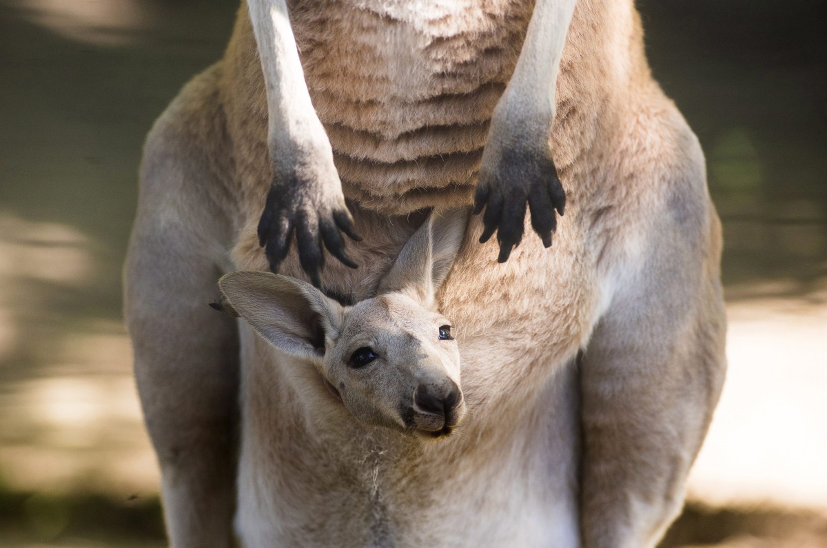 epaselect epa05997328 A fourteen-week-old red kangaroo (Macropus rufus) peeps from its mother's pouch in their enclosure in Nyiregyhaza Zoo in Nyiregyhaza, Hungary, 29 May 2017. EPA/Attila Balazs ...