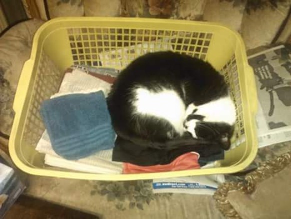 Katze im Wäschekorb.
http://imgur.com/gallery/vVmrG