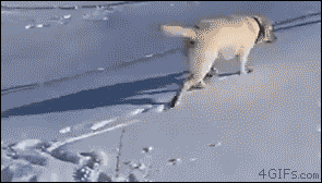 Animiertes GIF