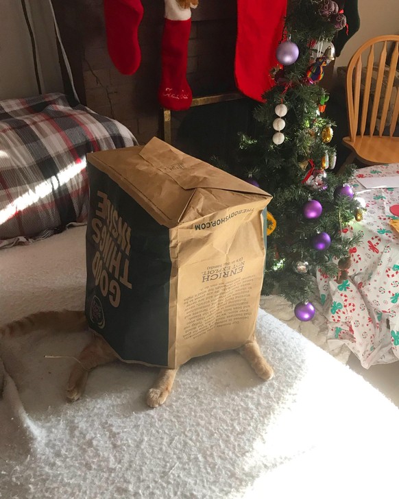 cute news animal tier katze cat

https://old.reddit.com/r/aww/comments/a3vq9w/my_cat_truly_thinks_hes_successfully_hiding_from/