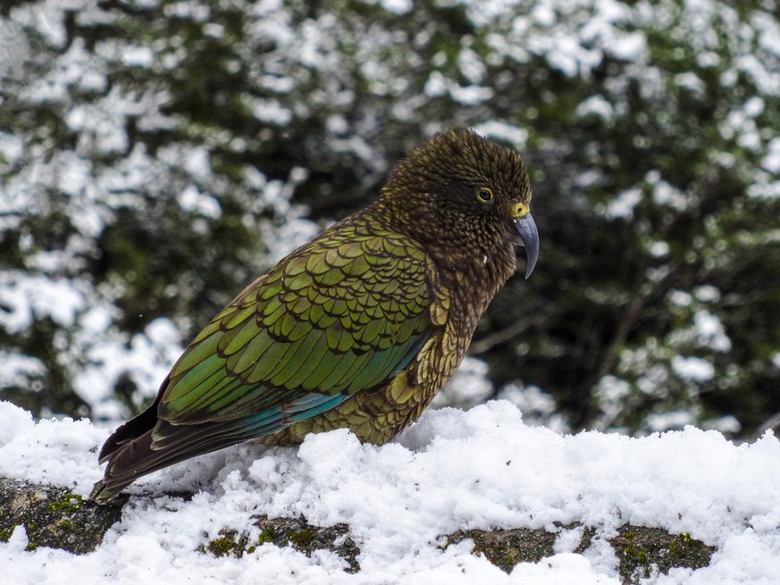 The kakapo in New Zealand is threatened with extinction.