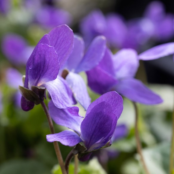 Duftveilchen (Viola odorata)