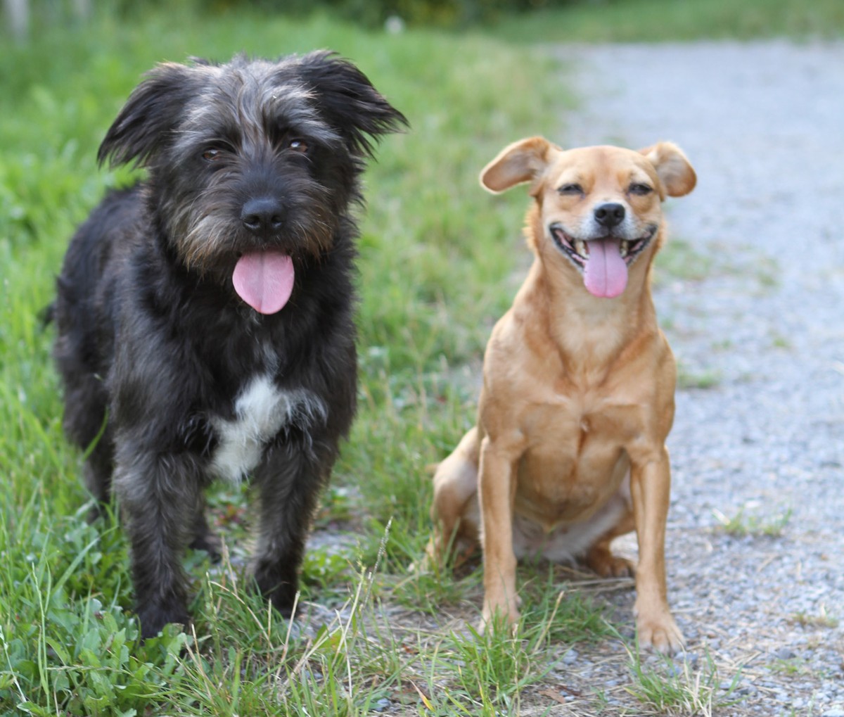 Chili (9) und Julie (13).