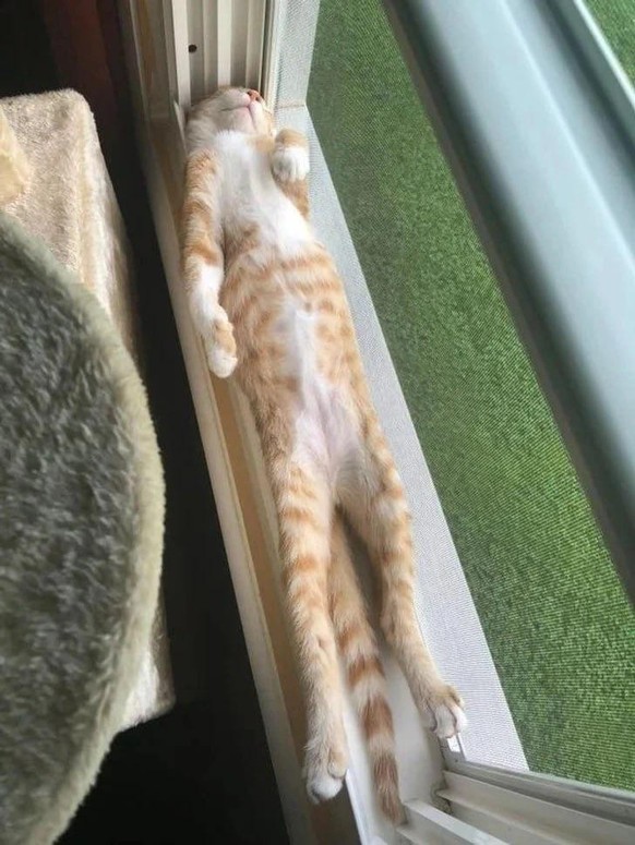cute news tier katze

https://www.reddit.com/r/IfIFitsISits/comments/1r0h6dg/a_perfect_place_to_take_a_nap/