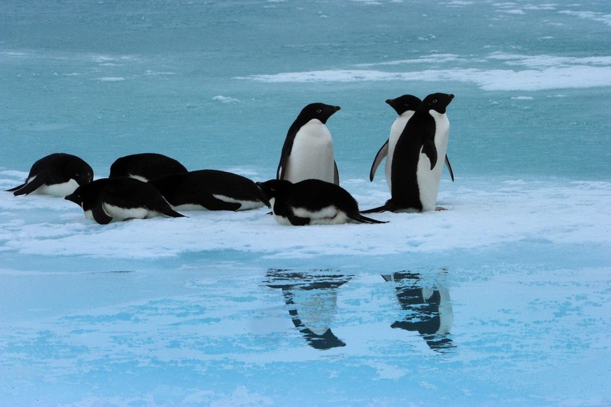 epa03062298 A picture made available on 16 January 2012 shows Adelie penguins resting on an ice bank on Blue Lake near Mawson&#039;s Hut in Commonwealth Bay, Antarctica, 15 January 2012. EPA/DEAN LEWI ...