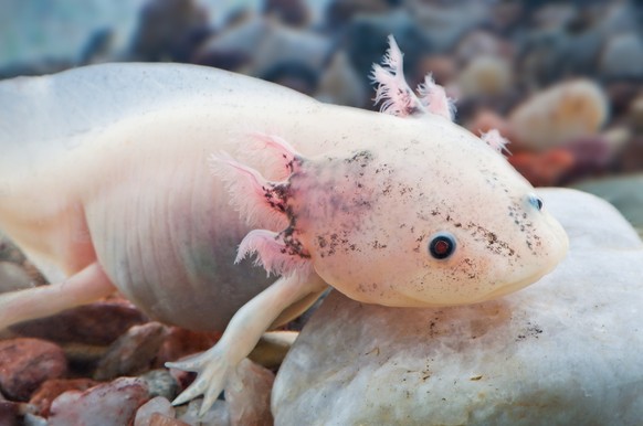Axolotl, Young Mexican axolotl in the aquarium full of stones.