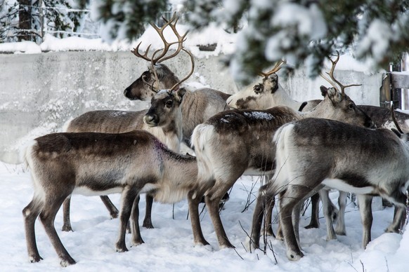In this Saturday, Nov. 30. 2019 photo, reindeer in a corral at Lappeasuando near Kiruna await to be released onto the winter pastures. Global warming is threatening reindeer herding in SwedenâÄ™s arct ...