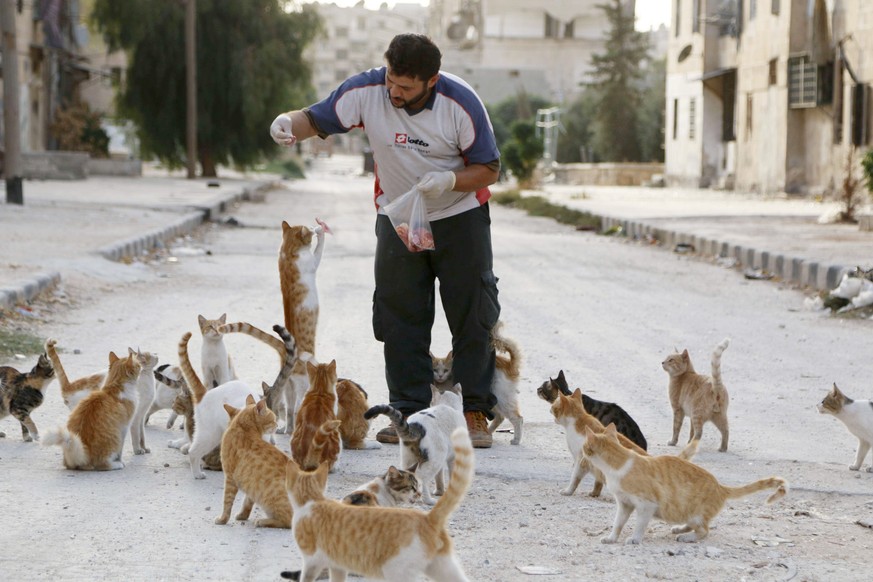 Alaa, an ambulance driver, feeds cats in Masaken Hanano in Aleppo, September 24, 2014. Alaa buys about $4 of meat everyday to feed about 150 abandoned cats in Masaken Hanano, a neigbourhood in Aleppo  ...