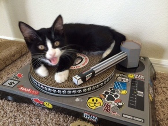 Katze, Dj
https://imgur.com/gallery/uSc434a