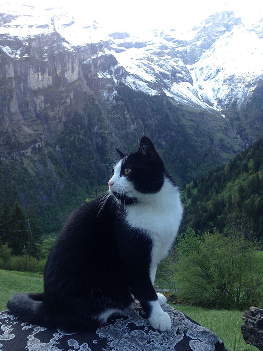 Stolz und knuffig: Das Bergrettungs-Kätzchen von Gimmelwald.&nbsp;