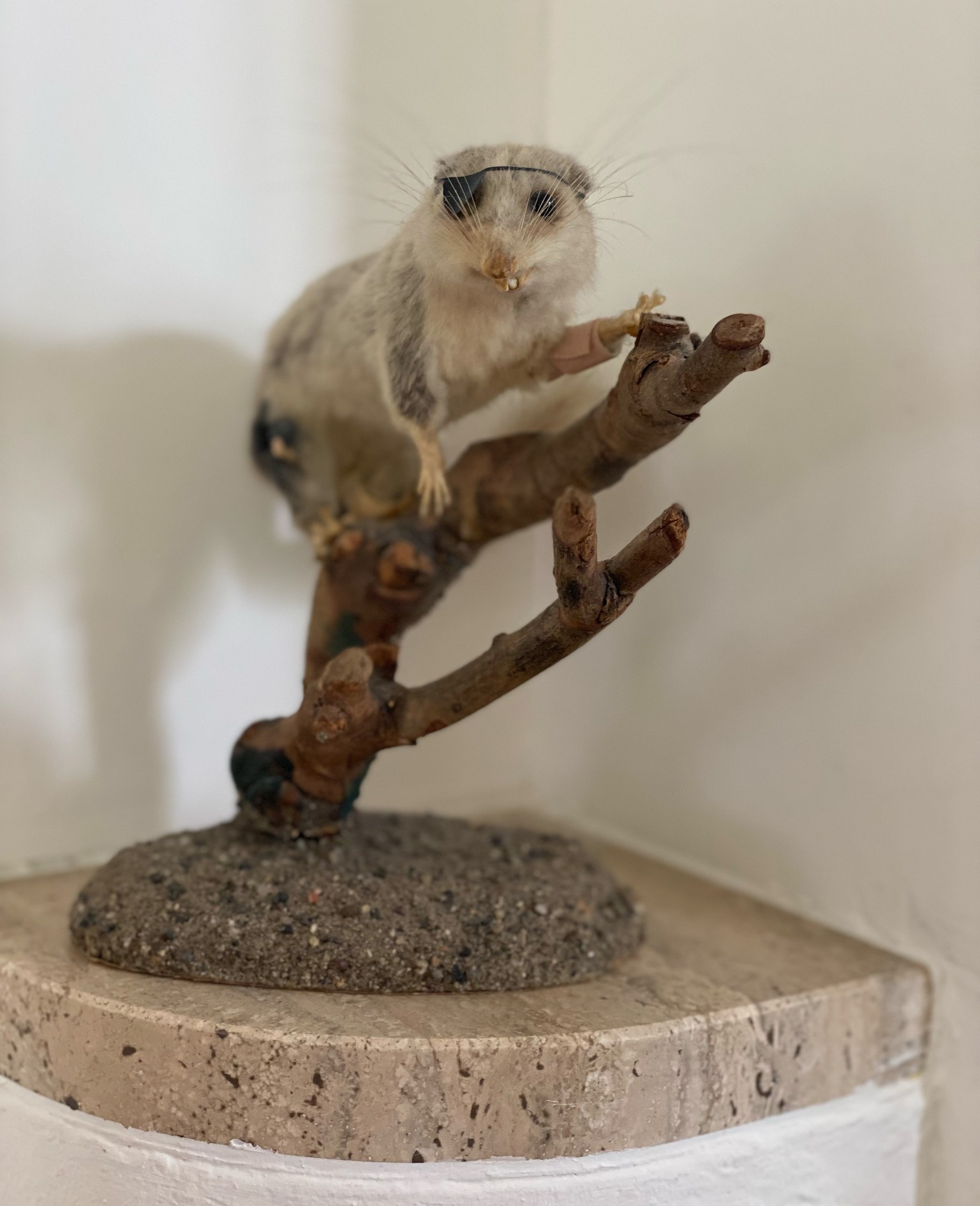 Ein taxidermisches Wunderwerk! Ok, mein Sigi ist eventuell zwei, drei Mal partybedingt (die alte Schnapsnase!) auf den Boden gefallen, deshalb die Augenklappe – darunter war mal ein Auge – und das Pfl ...