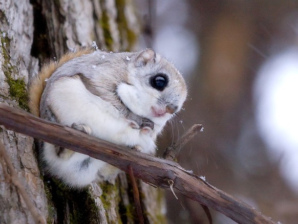 cute news tier gleithörnchen flughörnchen