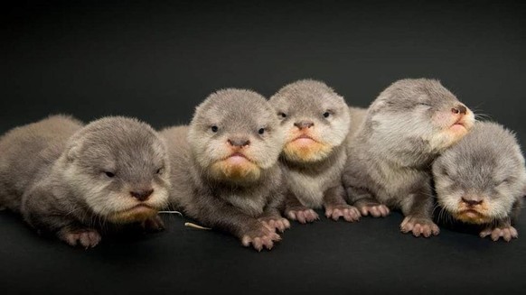 cute news otter tier animal

https://www.reddit.com/r/Otters/comments/px5k85/grumpy_babies/