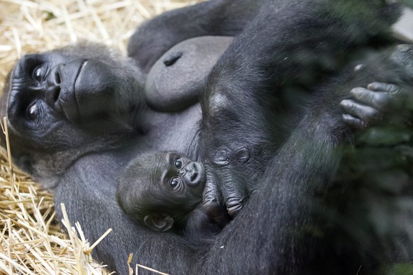 ARCHIVBILD ZUM TOD DES GORILLA-WEIBCHENS MAMITU IM ZOO ZUERICH, AM DONNERSTAG, 07. FEBRUAR 2019 ----Flachlandgorilla-Weibchen Mamitu haelt ihre Tochter Mawimbi am Mittwoch, 19. September 2012 im Zoo i ...