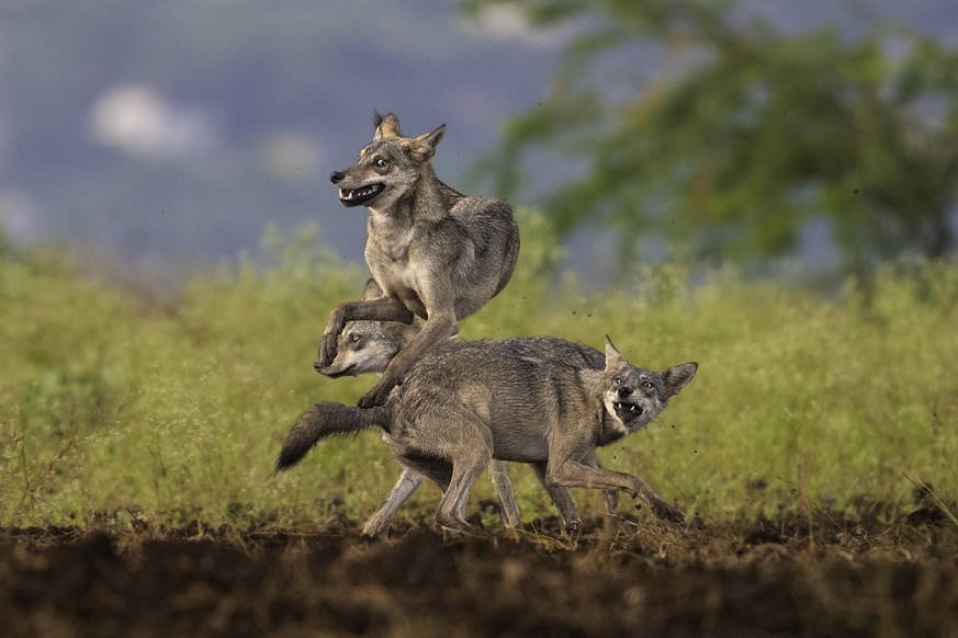 The Indian wolf, a subspecies of the gray wolf, is known for its playful and boisterous behavior.  However, their playful moments in the wild are becoming increasingly rare as their population declines...