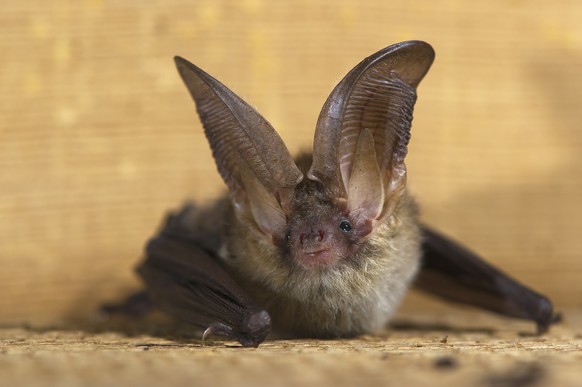 Fledermaus