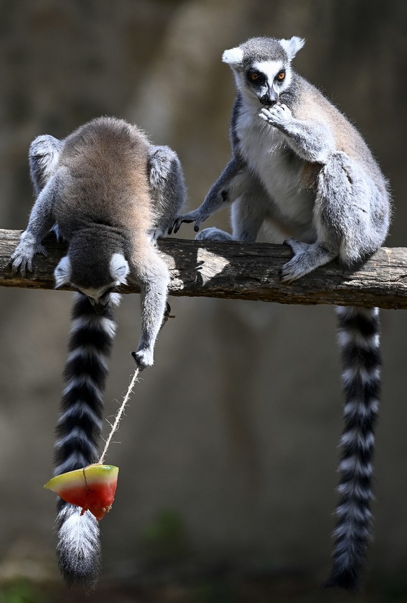 epa10755855 A lemur reaches for a frozen treat attached to a string at the Rome Zoo (Bioparco) during a heat wave in Rome, Italy, 19 July 2023. Major Italian cities are on red alert due to the country ...