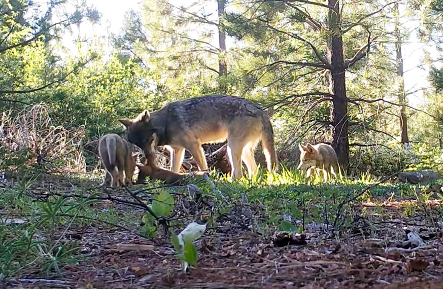 This June 18, 2019 photo from remote camera video provided by the California Department of Fish and Wildlife shows an adult wolf and three pups in Lassen County in Northern California. Officials say a ...