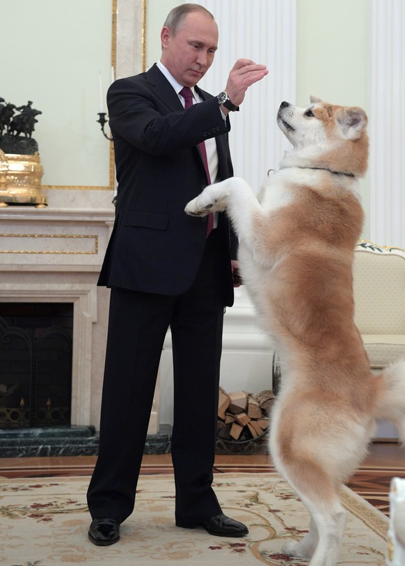 In this photo taken on Wednesday, Dec. 7, 2016 and made available on Tuesday, Dec. 13, Russian President Vladimir Putin plays with his Akita-inu dog Yume before his interview with the Nippon Televisio ...