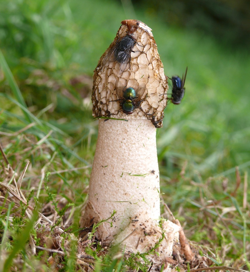 Common stinkhorn Phallus impudicus pilz funghi Gemeine Stinkmorchel
common stinkhorn