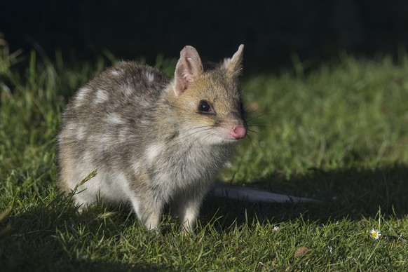 tüpfelbeutelmarder