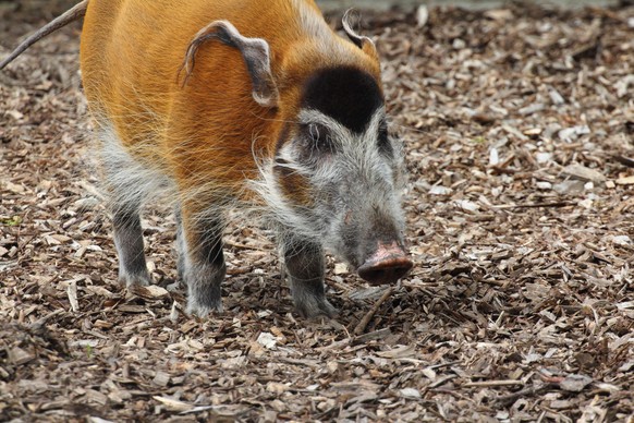 Pinselohrschwein Brush pork ear (Potamochoerus porcus), A male brush ear or river hog, (Potamochoerus porcus) .Ein M
