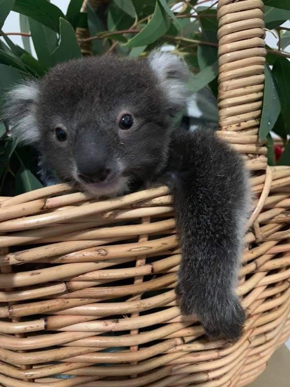 cute news animal tier koala

https://imgur.com/t/cute_animal/oWsBKjh