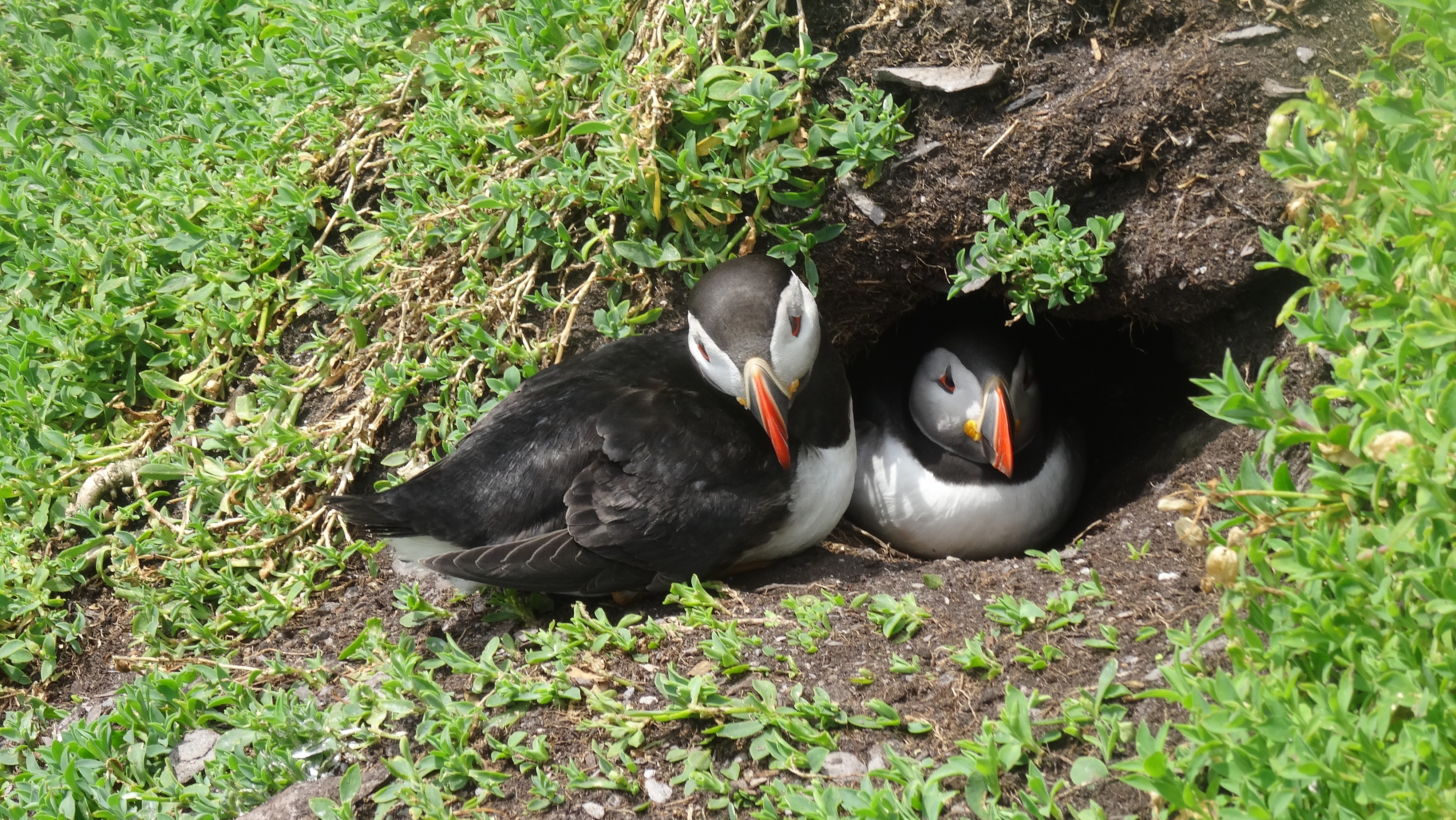 Wie versprochen: Die lustigen Tierbilder in der XXL-Variante
Kann man von Puffen genug haben?? рџ¤”
