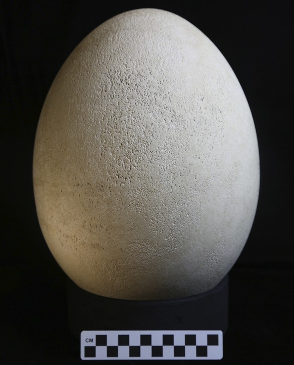 This photo provided by The Buffalo Museum of Science shows a rare elephant bird egg that curators recently realized is an actual egg from the extinct creature. The fully-intact egg, 12-inches tall, 28 ...