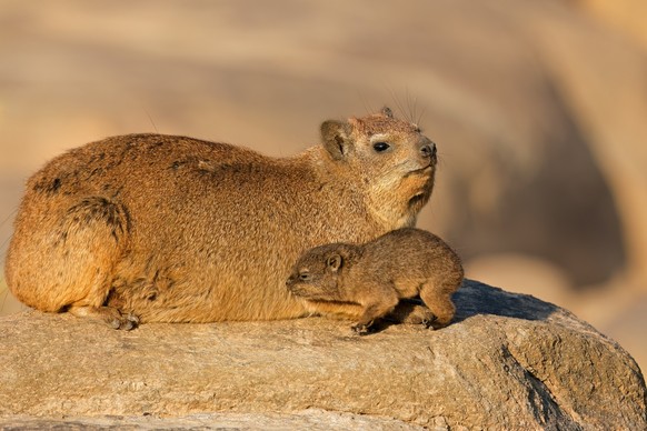 A rock hyrax (Procavia capensis) with small pup basking on a rock, Augrabies Falls National Park, South Africa. Model Released Property Released xkwx hyrax rock hyrax animal mammal nature pup bask bas ...