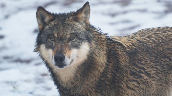 Wolf-Europaeischer Grauwolf in Deutschland in Aktion. Wolf-Grauwolf *** Wolf European gray wolf in action in Germany Wolf gray wolf