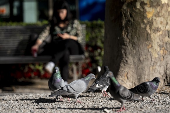 Tauben suchen im Kies des Stadelhoferplatz nach Futter fotografiert am Freitag, 17. April 2026 in Zuerich. Nachdem die Stadt den Bestand regulierte, hat der Verein Stadttauben eine Motion zum Schutz d ...