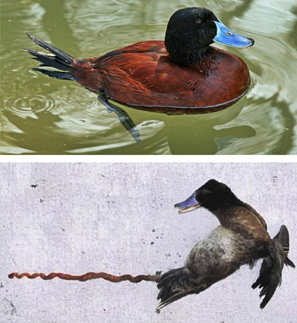Argentinische Ruderente: Ihr Penis ist sozusagen länger als sie selbst. wikipedia: Während die meisten Vogelarten über gar kein äusseres Begattungsorgan verfügen, besitzen die Männchen der Argentinisc ...