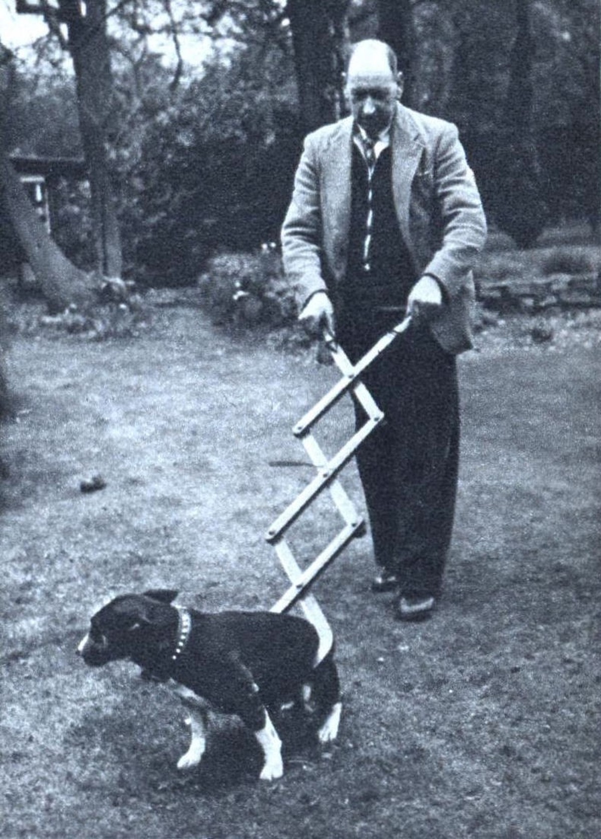 Dog Tongs