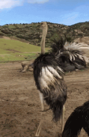 Animiertes GIF