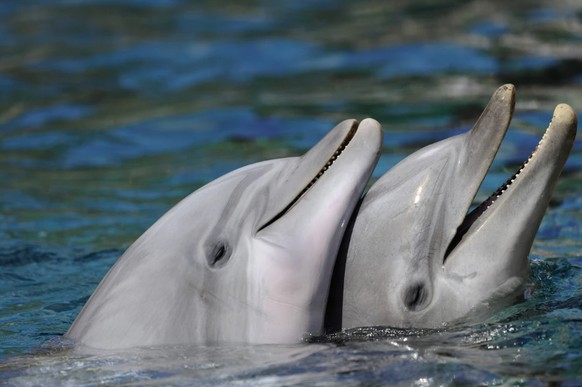 Flipper würde sich freuen: Seine seltenen Verwandten zeigen sich wieder öfter.
