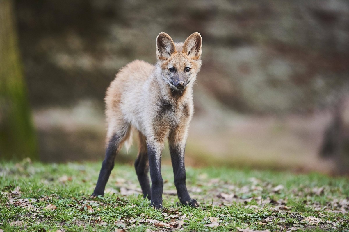 Mähnenwolf, Jungtier, captive, Bayern, Deutschland, Europa *** Maned Wolf, young animal, captive, Bavaria, Germany, Europe Copyright: imageBROKER/Davidx&amp;amp;xMichaxSheldon ibxshe05793403.jpg Bitte ...