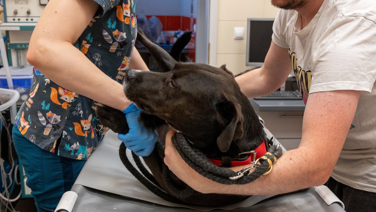 epa09931299 A dog during an action of honorary blood donation of dogs and cats organized in the veterinary clinic 'Four Paws' in Lodz, Poland, 07 May 2022. Blood donated by four-legged donor ...