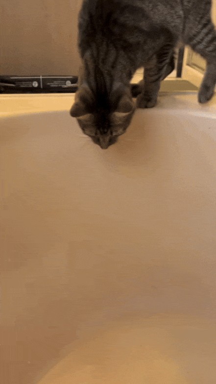 Animiertes GIF